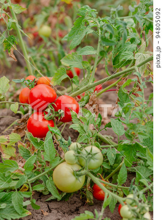 Green vine tomatoes. Green unripe tomatoes on the bushes. Tomatoes on the vine, tomatoes growing on the branches. Green vine tomatoes. Green unripe tomatoes on the bushes. Tomatoes on the vine, tomatoes growing on the branches. 94805092