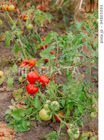 Green vine tomatoes. Green unripe tomatoes on the bushes. Tomatoes on the vine, tomatoes growing on the branches. Green vine tomatoes. Green unripe tomatoes on the bushes. Tomatoes on the vine, tomatoes growing on the branches. 94805093