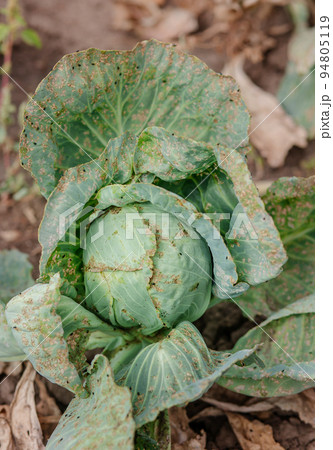 Cabbage in the agriculture field, eaten by slugs. Sick cabbage leaves affected by pests, fungi. Cabbage in the agriculture field, eaten by slugs. Sick cabbage leaves affected by pests, fungi. 94805119