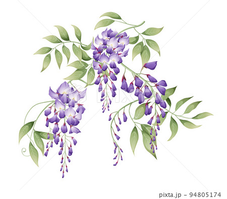 Vector illustration of a branch of wisteria with green leaves. Great for decorating cards, invitations, etc. 94805174