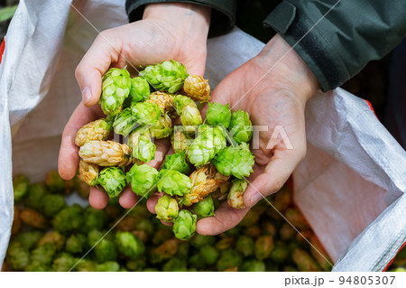 Green fresh hops for beer. Male hands hold green hop cones. 94805307