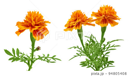 fresh marigold or tagetes erecta flower isolated on white background with full depth of field. 94805408