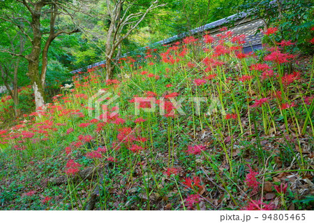 大智寺の彼岸花 94805465