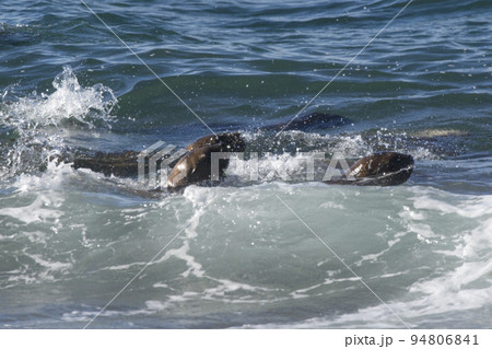 Sea lion surfing in the waves, Patagonia,Argentina. Sea lion surfing in the waves, Patagonia,Argentina. 94806841