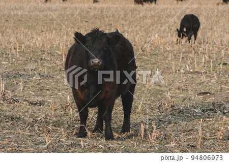 Steers grazing on the Pampas plain, Argentina Steers grazing on the Pampas plain, Argentina 94806973