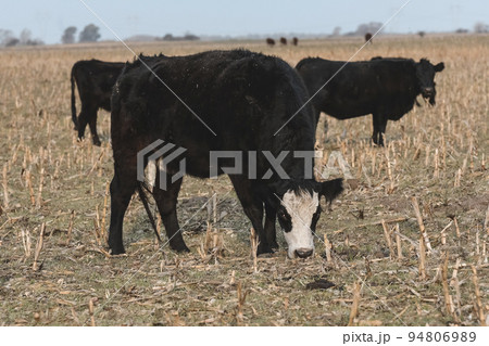Steers grazing on the Pampas plain, Argentina 94806989