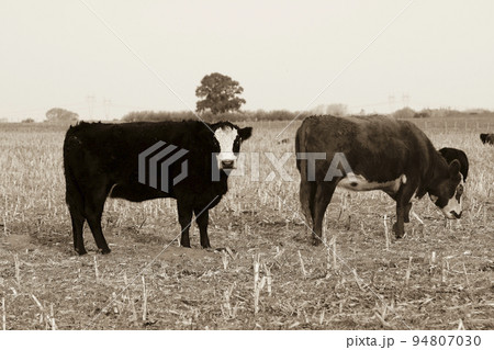 Steers grazing on the Pampas plain, Argentina Steers grazing on the Pampas plain, Argentina 94807030