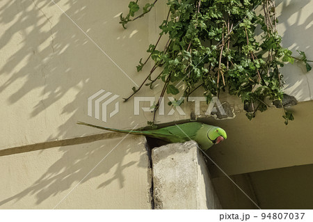 Indian rose-ringed parakeet 94807037
