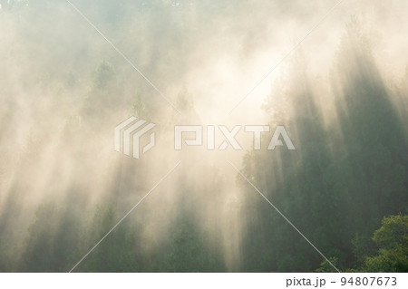 背景素材　杉の森に光芒が差し込む風景 94807673