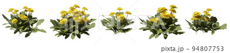 Set of weeds bushes isolated on white. Dandelion. Taraxacum officinale. 3D illustration Set of weeds bushes isolated on white. Dandelion. Taraxacum officinale. 3D illustration 94807753