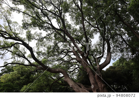 緑の葉が茂り枝や幹が伸びる大樹の風景 94808072