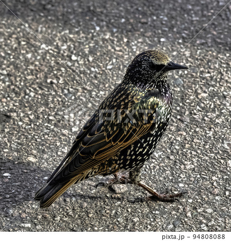 European or common starling in UK 94808088