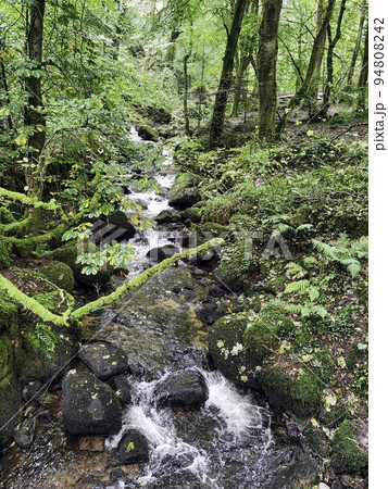 Kennall river - Kennall Vale Reserve, Cornwall, UK Kennall river - Kennall Vale Reserve, Cornwall, UK 94808242