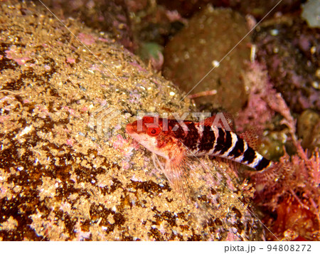 ヘビギンポ 94808272