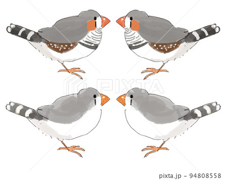 キンカチョウ　ノーマル柄 94808558