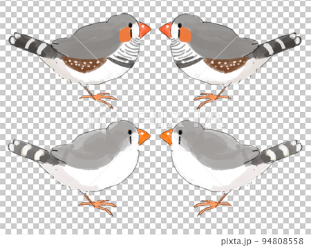 Zebra finch normal pattern 94808558