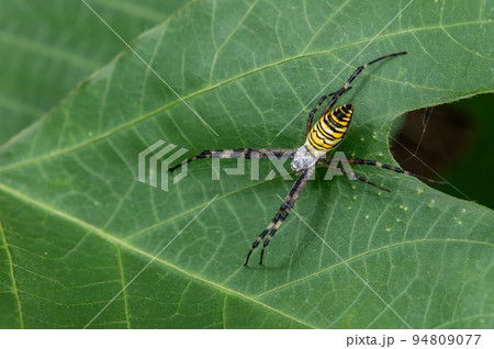 ナガコガネグモ 94809077