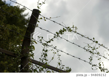 不安・鉄条網・有刺鉄線・アップ・つた・コントラスト・自由・制約・制限 不安・鉄条網・有刺鉄線・アップ・つた・コントラスト・自由・制約・制限 94809232