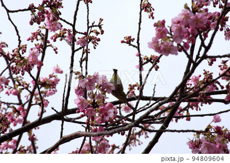 桜の枝で休むメジロ 桜の枝で休むメジロ 94809604