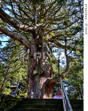 新潟県上越市虫川の大杉が鎮座する白山神社 94809618