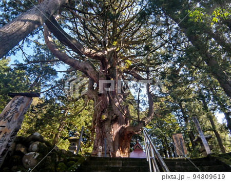 新潟県上越市虫川の大杉が鎮座する白山神社 94809619