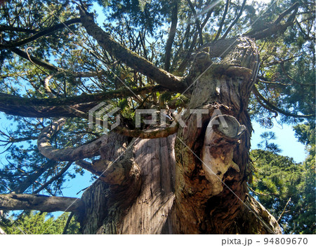 新潟県上越市虫川の大杉が鎮座する白山神社 94809670