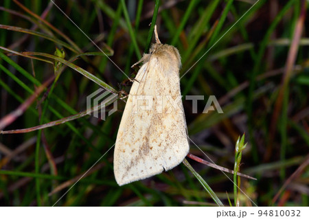 キシャチホコ(北海道・鶴居村) キシャチホコ(北海道・鶴居村) 94810032
