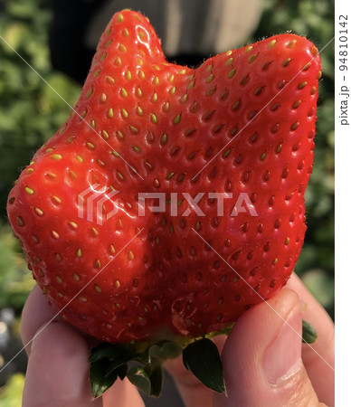いちご　確認画像 Strawberry イチゴ 大きい 奇形の写真素材 [94810142] - PIXTA