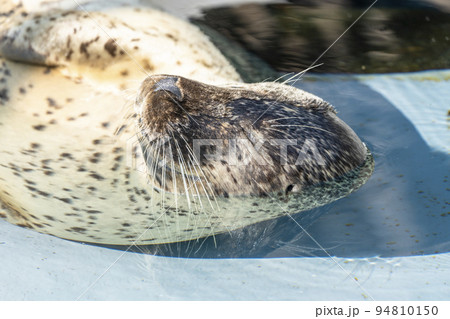 動物園の風景　ゴマフアザラシ　北海道旭川市 94810150