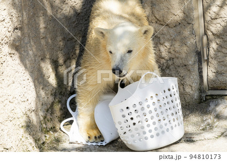 動物園の風景　やんちゃに遊ぶホッキョクグマの子供　北海道旭川市 94810173