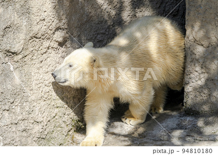 動物園の風景　やんちゃに遊ぶホッキョクグマの子供　北海道旭川市 94810180