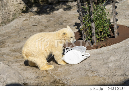 動物園の風景 やんちゃに遊ぶホッキョクグマの子供 北海道旭川市 動物園の風景 やんちゃに遊ぶホッキョクグマの子供 北海道旭川市 94810184