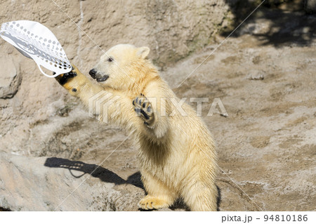 動物園の風景 やんちゃに遊ぶホッキョクグマの子供 北海道旭川市 動物園の風景 やんちゃに遊ぶホッキョクグマの子供 北海道旭川市 94810186