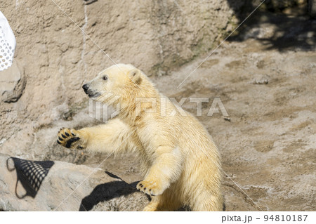 動物園の風景 やんちゃに遊ぶホッキョクグマの子供 北海道旭川市 動物園の風景 やんちゃに遊ぶホッキョクグマの子供 北海道旭川市 94810187