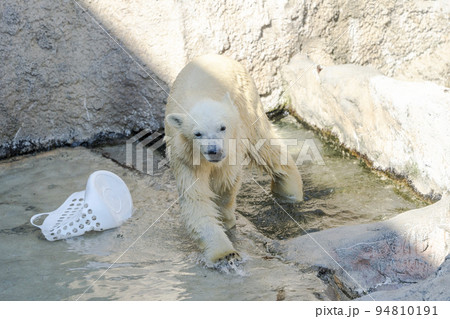 動物園の風景　やんちゃに遊ぶホッキョクグマの子供　北海道旭川市 94810191
