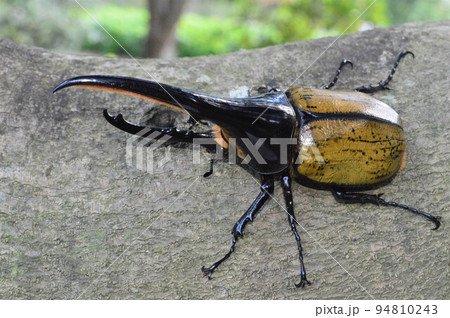 ヘラクレスオオカブトのヘラクレスヘラクレス樹木の上で 94810243