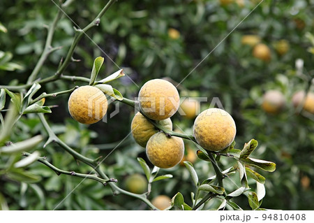 テンジャ カラタチ フルーツ 94810408