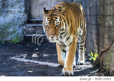 動物園の風景 歩き回るアムールトラ 北海道旭川市 動物園の風景 歩き回るアムールトラ 北海道旭川市 94811093