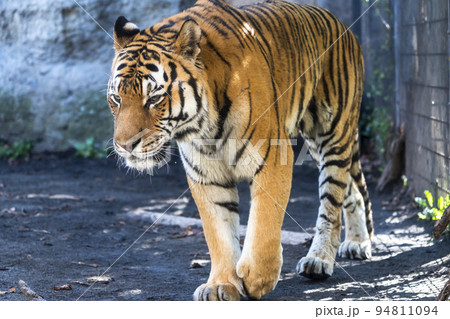 動物園の風景 歩き回るアムールトラ 北海道旭川市 動物園の風景 歩き回るアムールトラ 北海道旭川市 94811094