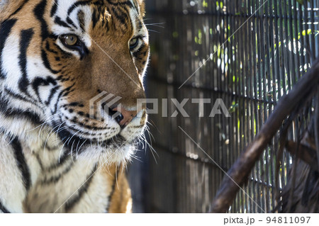 動物園の風景　歩き回るアムールトラ　北海道旭川市 94811097