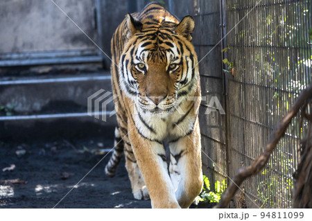 動物園の風景　歩き回るアムールトラ　北海道旭川市 94811099