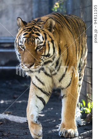 動物園の風景　歩き回るアムールトラ　北海道旭川市 94811105