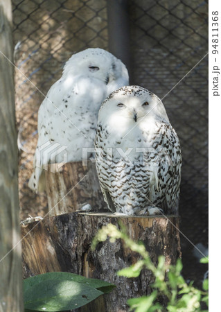 動物園の風景 シロフクロウのコンビ 北海道旭川市 動物園の風景 シロフクロウのコンビ 北海道旭川市 94811368
