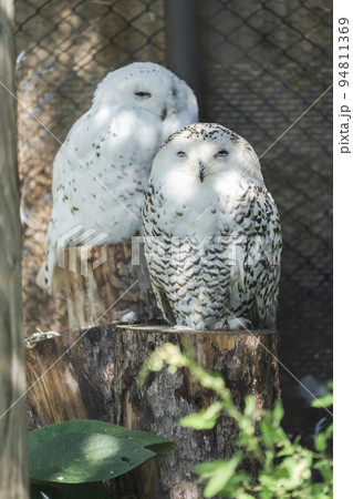 動物園の風景 シロフクロウのコンビ 北海道旭川市の写真素材 [94811369