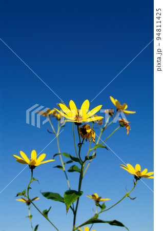 菊芋 94811425