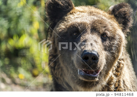 動物園の風景　エゾヒグマ　北海道旭川市 94811468