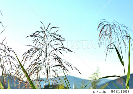 秋の土手の風景 秋の土手の風景 94811693