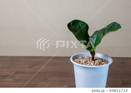 ボタニカルライフ ボタニカルライフ 94811714