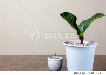 ボタニカルライフ ボタニカルライフ 94811716