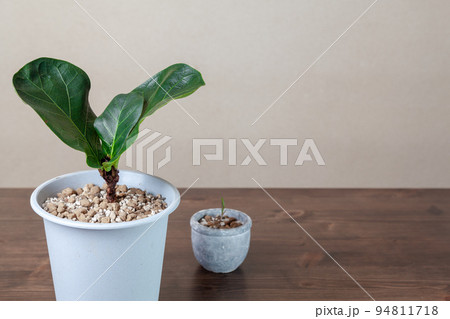 ボタニカルライフ ボタニカルライフ 94811718